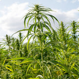 Hvordan kan Hampplanter gavne Miljøet og Klimaet