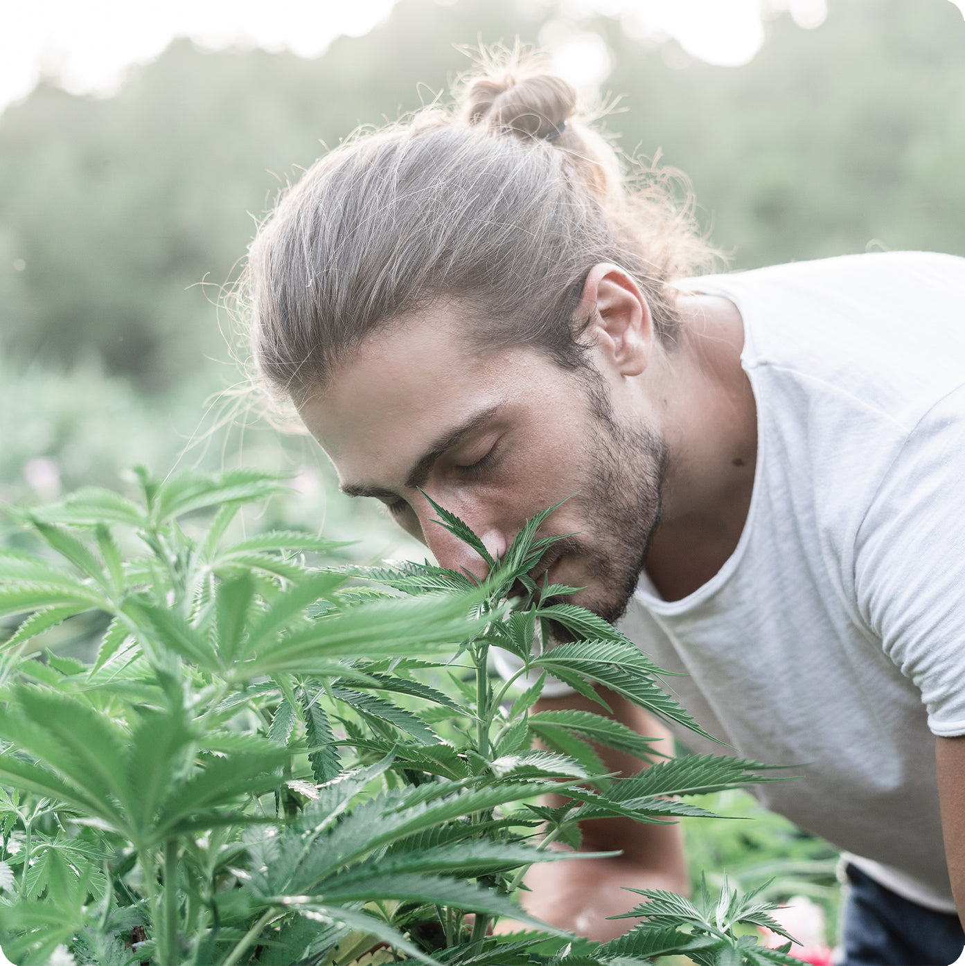 Hvad er terpener, og hvorfor er de vigtige?